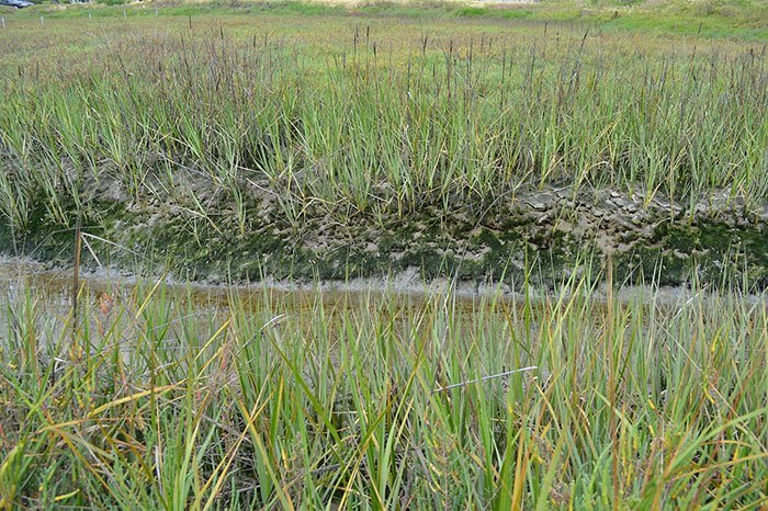 Spartina foliosa