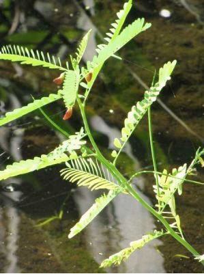Sesbania_stems_and_leaves