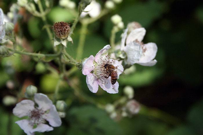 Rubus-armeniacus