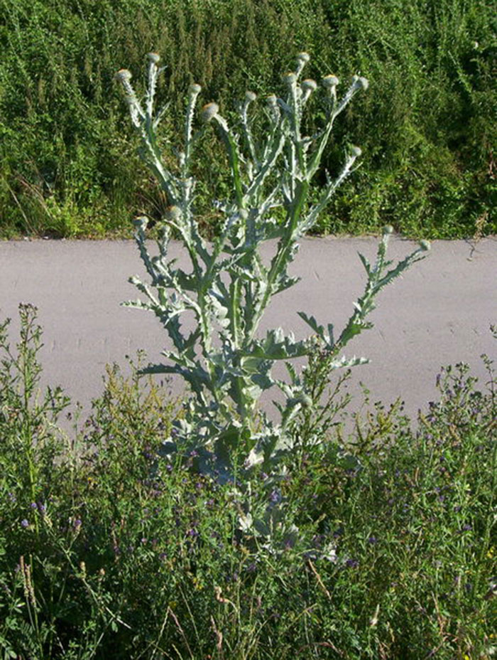 Onopordum-acanthium