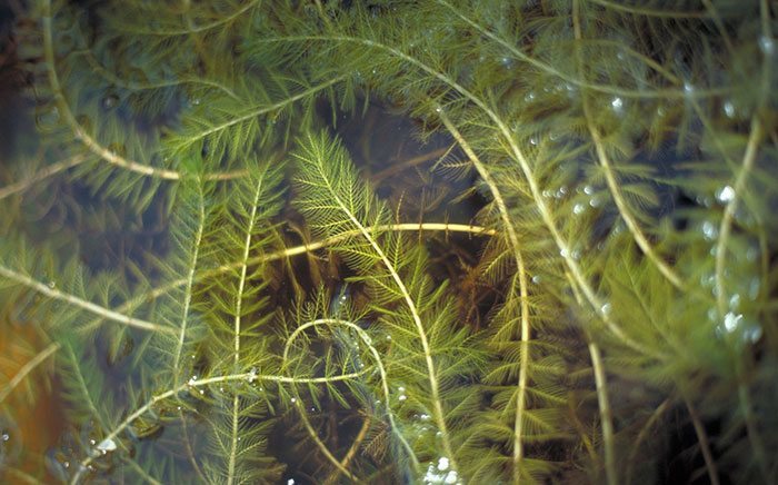 Myriophyllum-spicatum