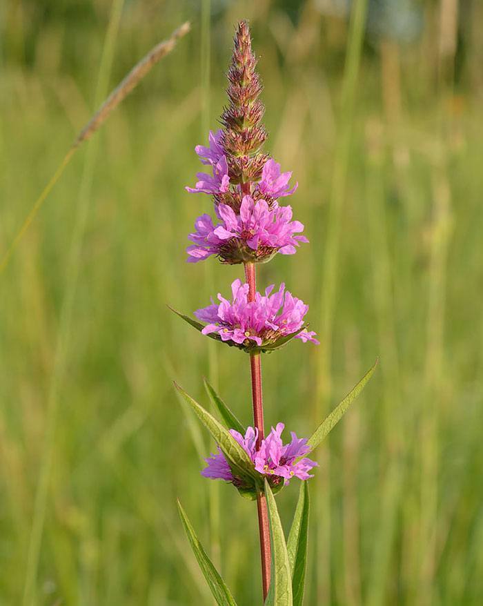 Lythrum-salicaria
