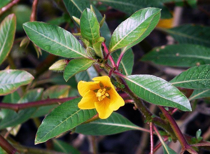 Ludwigia-peploides