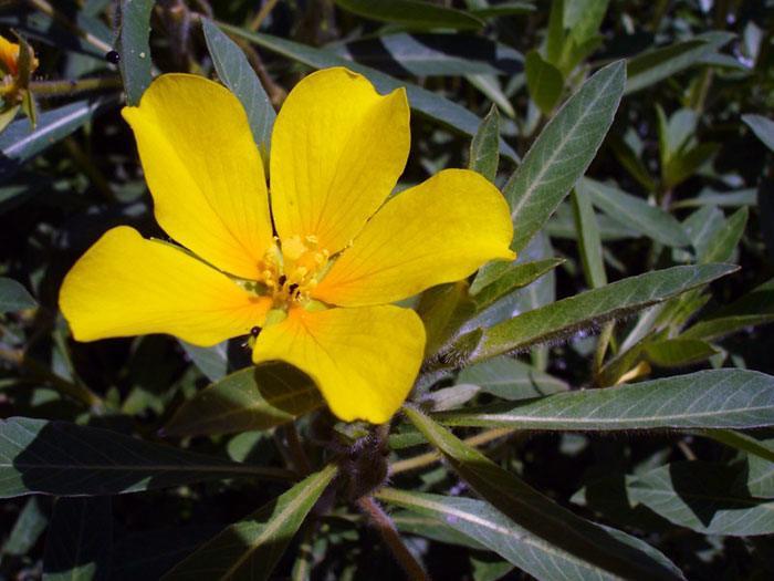 Ludwigia-hexapetala