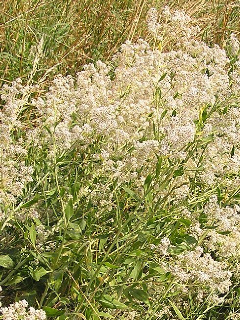 Lepidium-latifolium