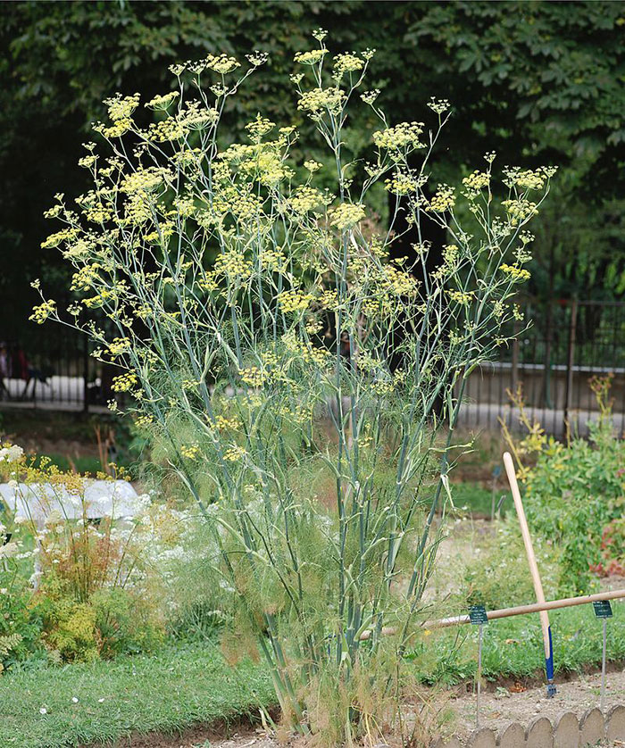 Foeniculum-vulgare