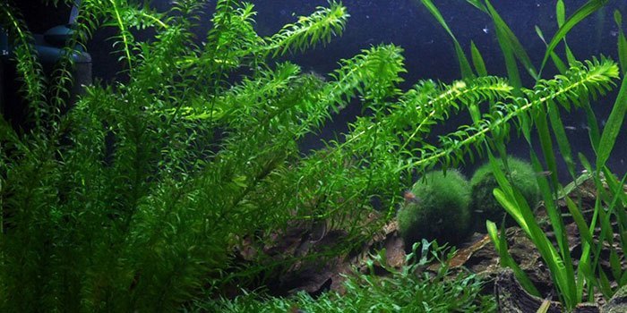Egeria densa