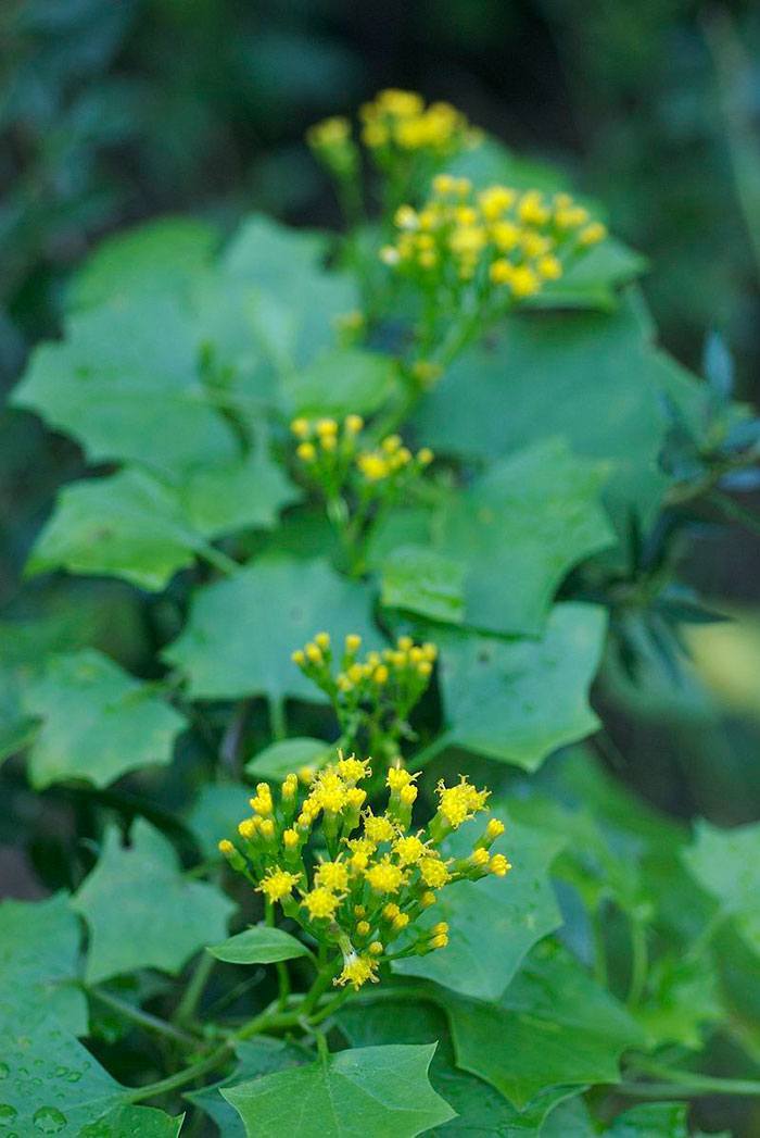 Delairea-odorata