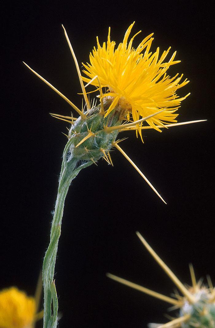 Centaurea-solstitialis