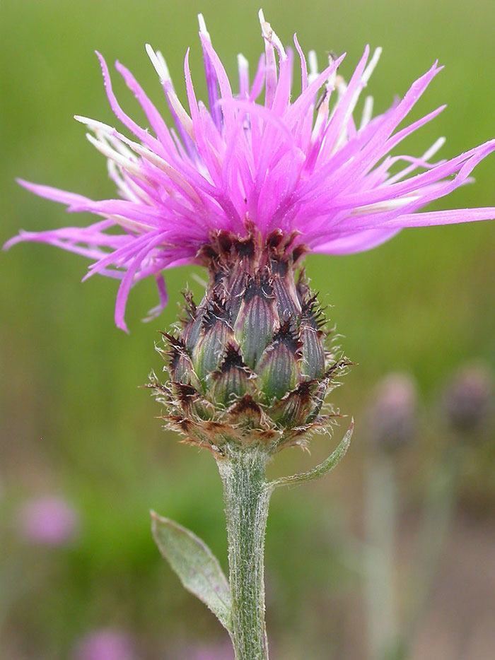 Centaurea-maculosa