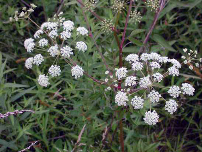 Water Hemlock