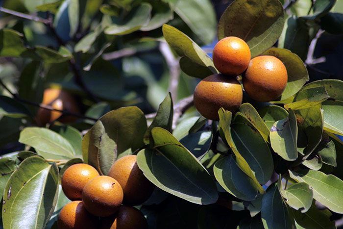 Strychnine Tree