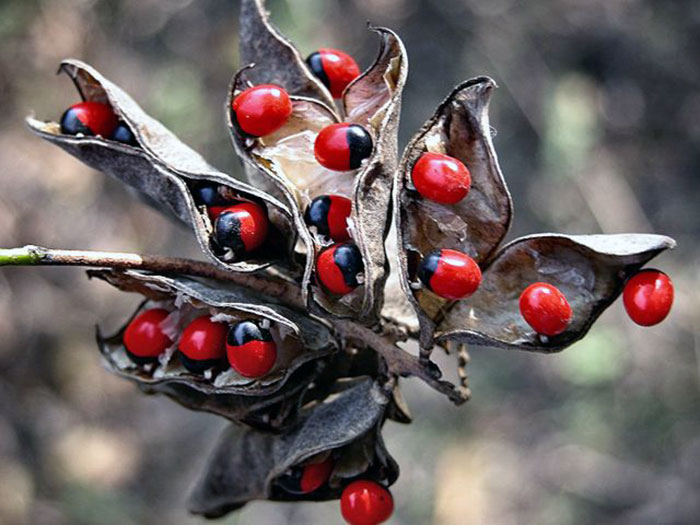 Rosary Pea