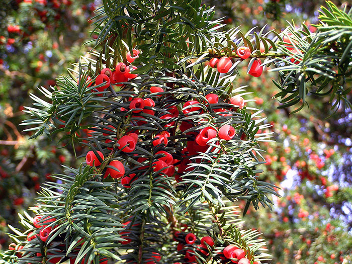 English Yew