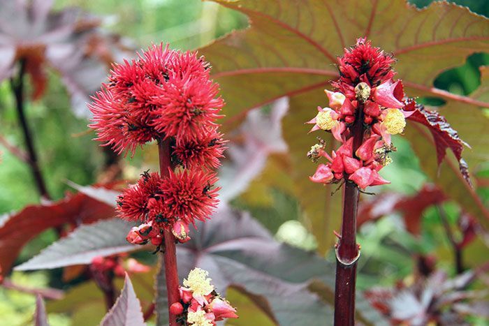 Castor Plants