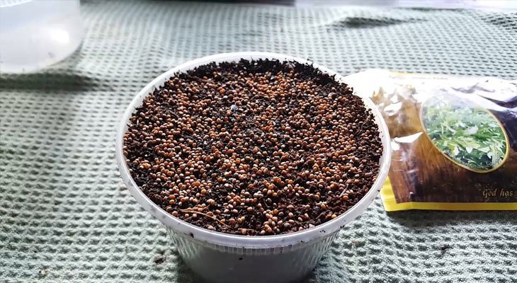 Planting arugula microgreens