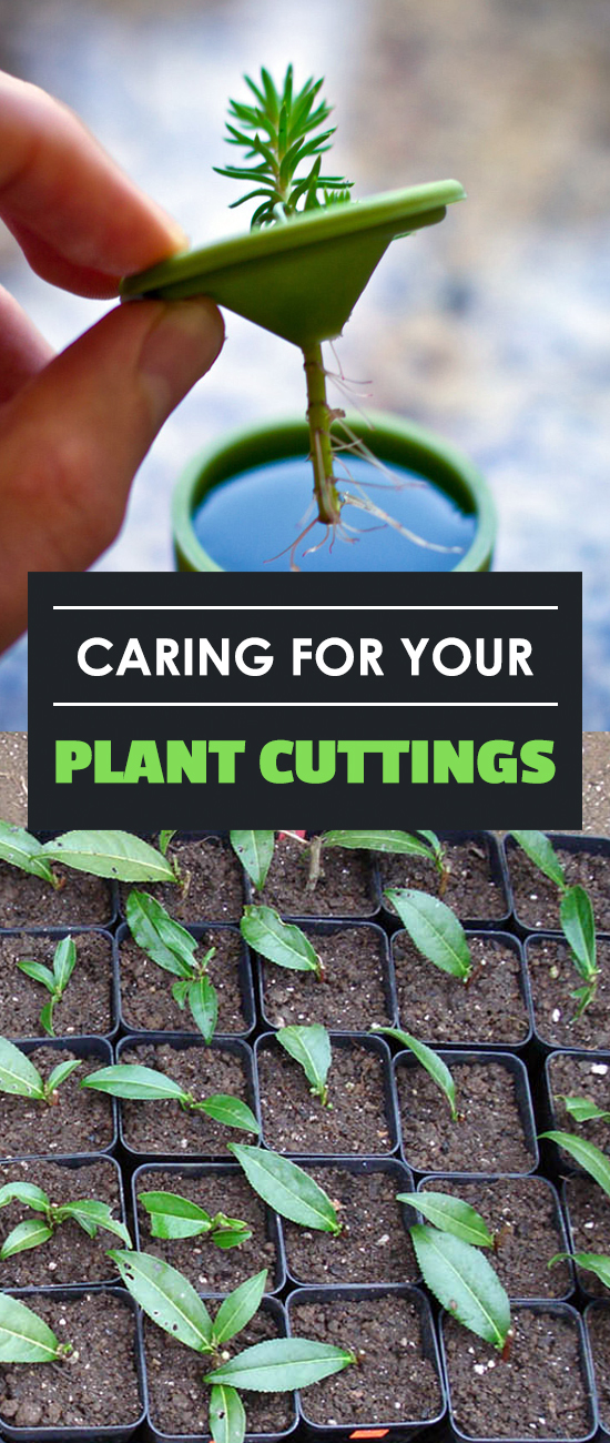 Caring for Your Plant Cuttings