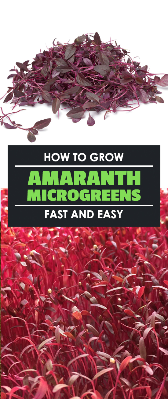 How to Grow Amaranth Microgreens Fast and Easy