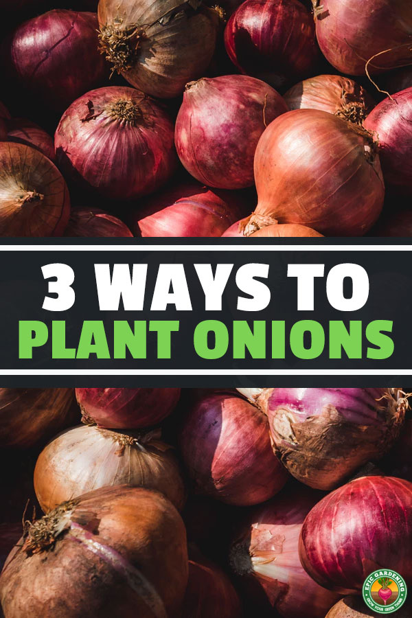 There are a few different ways you can grow onions, all with their own benefits. Learn how to plant onions in this simple, quick guide.