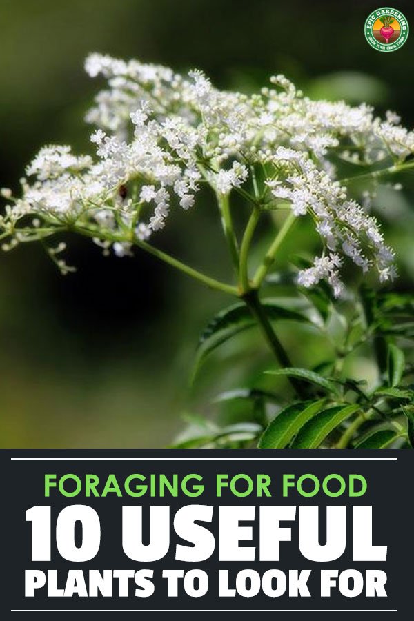 Foraging for food can be a lot of fun...if you know what you\'re looking for. Forage for these ten plants and add them to your diet!