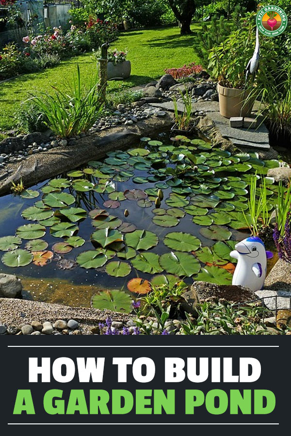 Learn how to build a garden pond in this simple step by step guide. Add some water to your garden that attracts all sorts of friendly creatures in!