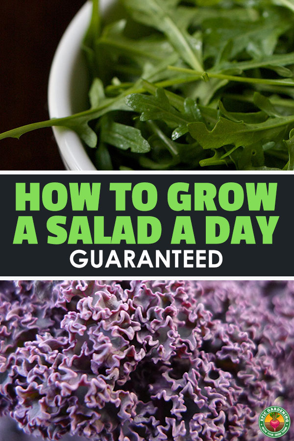 Learning how to grow salad greens that are less common will add flavor and nutrition to salads that might otherwise become bland and unfulfilling.