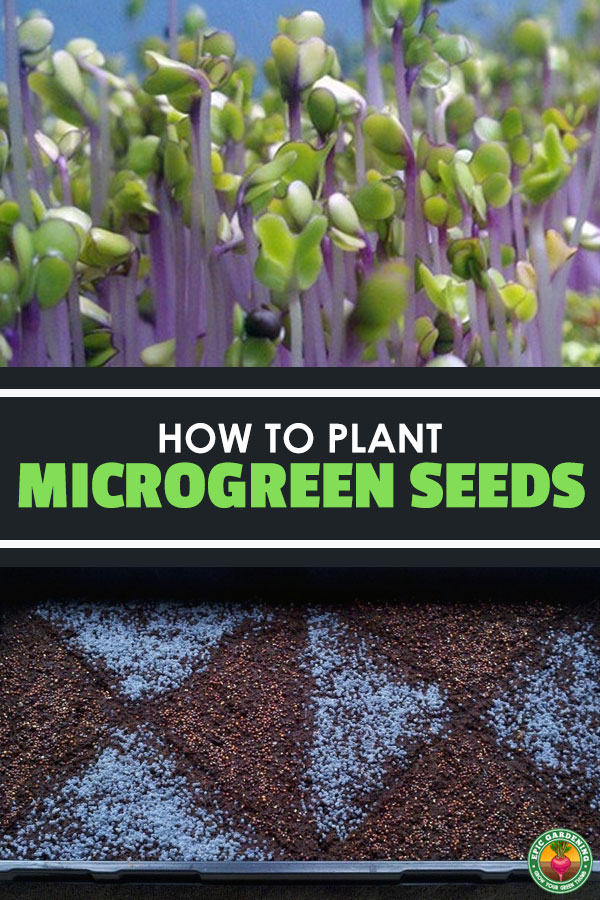 Learn how to plant microgreen seeds to grow your own healthy, fun miniature greens! Part of an Epic Gardening series on growing microgreens.