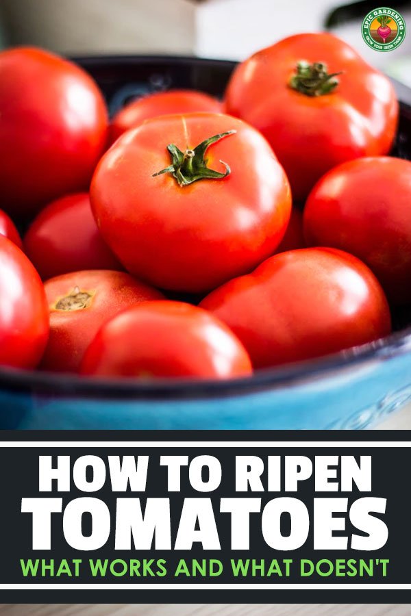 Knowing how to ripen tomatoes properly is key to getting the most of your harvest of these extremely popular garden veggies.