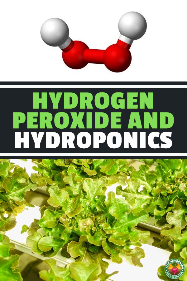 H2O2 in hydroponics is an often overlooked tool. Hydrogen peroxide helps disinfect and sterilize your system and has a wealth of other benefits as well.
