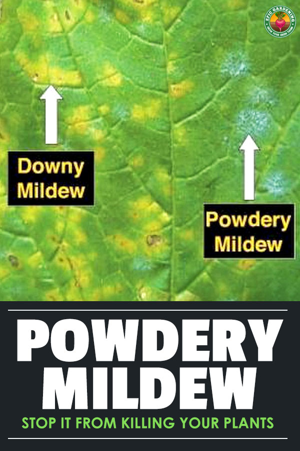 Learn how to prevent and treat powdery mildew with either home or professional remedies. Cure your garden of this annoying disease!