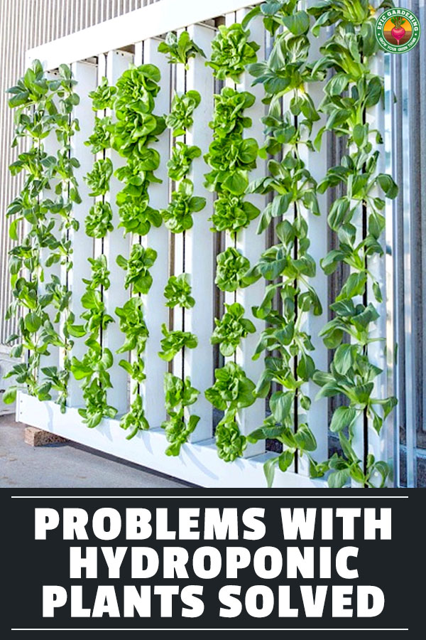 A lot can go wrong when growing hydroponically - lighting, water, nutrients, pests...the list goes on. Here's how to troubleshoot your hydro garden.