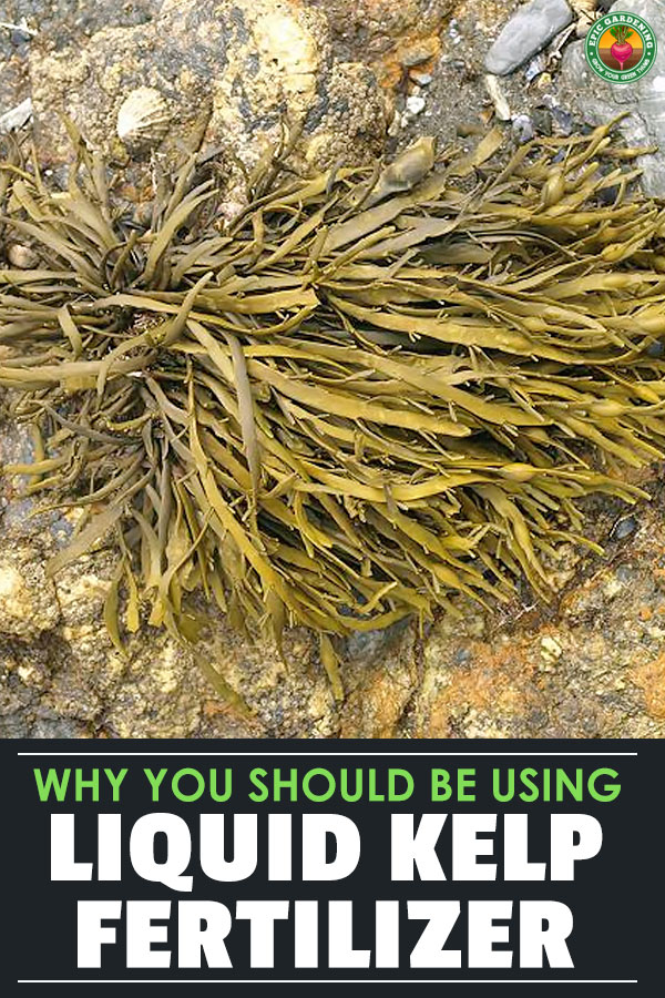 Liquid kelp fertilizer is a secret weapon of gardeners and farmers worldwide. Learn what it is, how to use it, and which types are best for your garden.