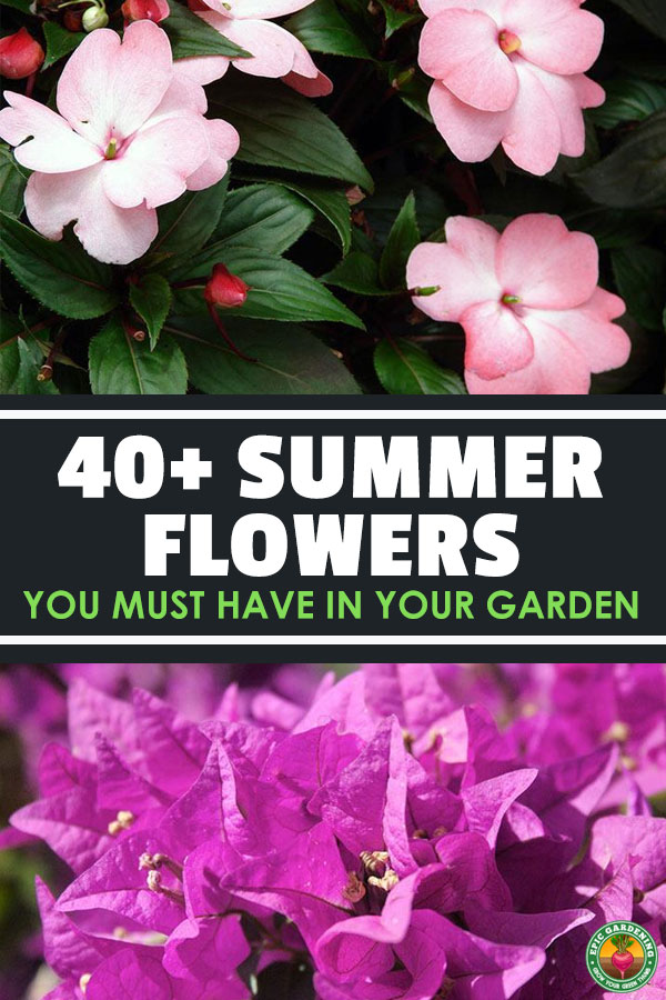 Learn how to grow perennial flowers that bloom all summer, including summer flower images and growing tips.
