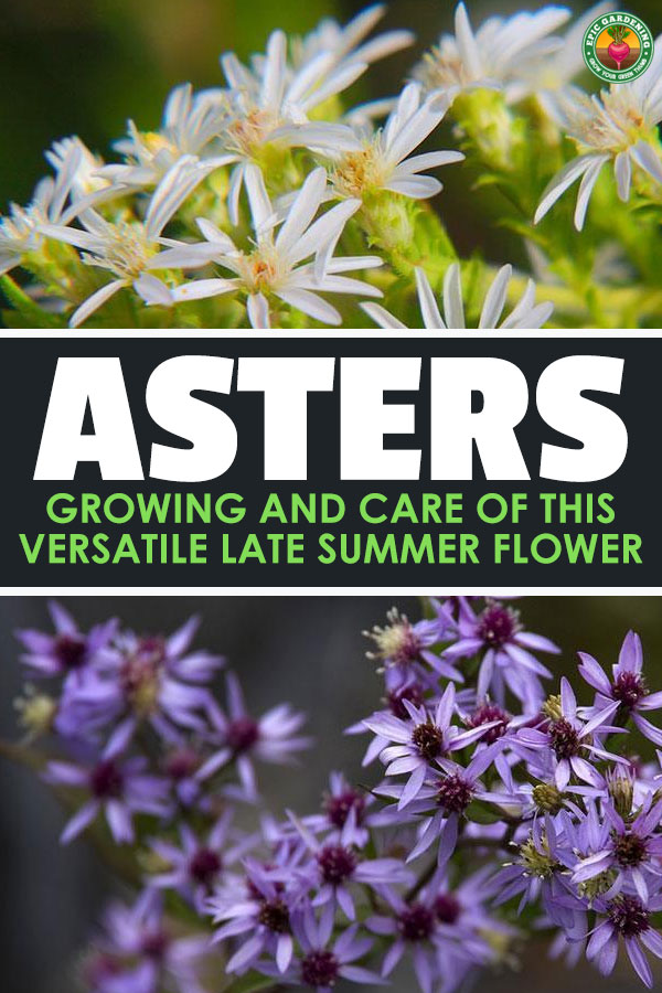 Growing asters is a great way to get started in flower gardening. Asters are very easy to grow and a beautiful addition to a summer garden!