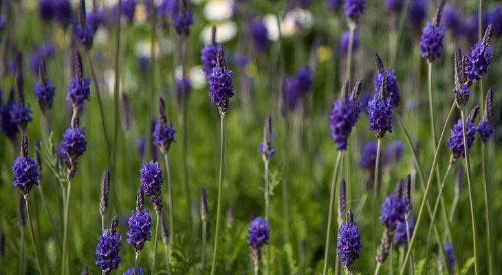 Lavender house plant for air purification and sleep