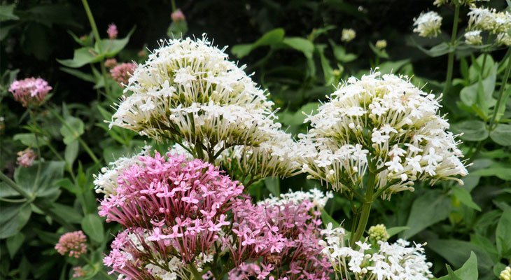 Valerian house plant for air purification and sleep