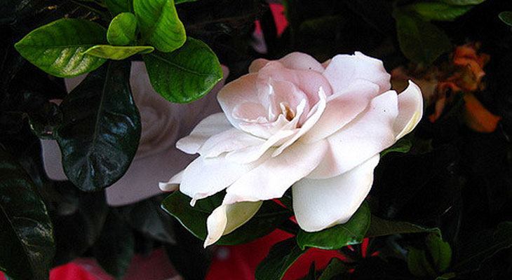 Gardenia house plant for air purification and sleep