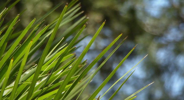 Bamboo Palm house plant for air purification and sleep