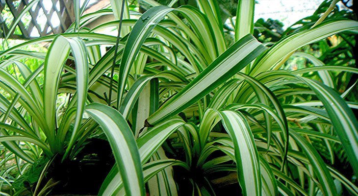 Spider Plant house plant for air purification and sleep