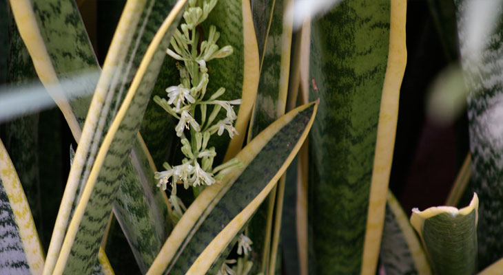 Snake Plant (Mother-in-Law’s Tongue) house plant for air purification and sleep