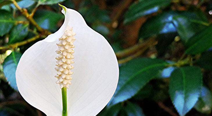 Peace Lily house plant for air purification and sleep