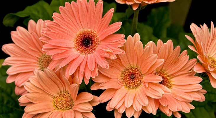 Gerbera Daisies house plant for air purification and sleep