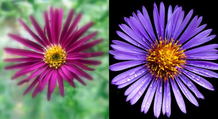 New York and New England Aster
