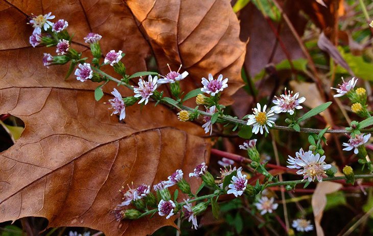 Calico Aster