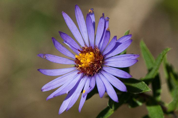Aromatic Aster