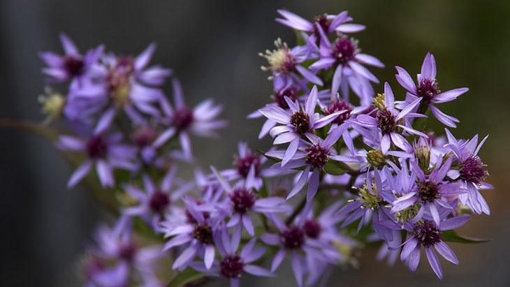 Heart-Leafed Aster