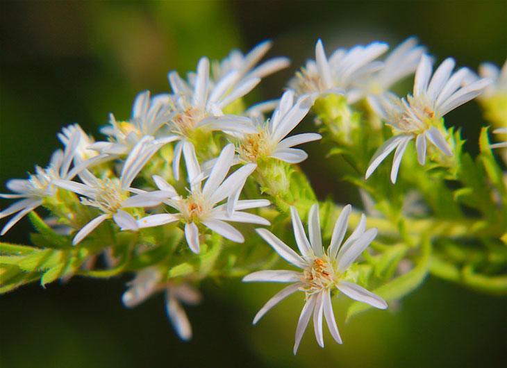 Heath Aster