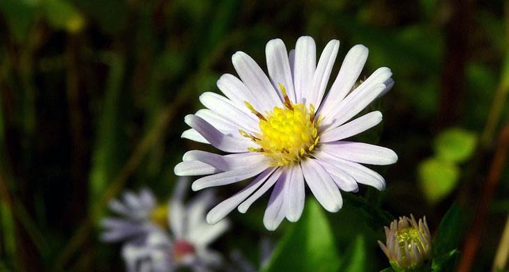 Smooth Aster