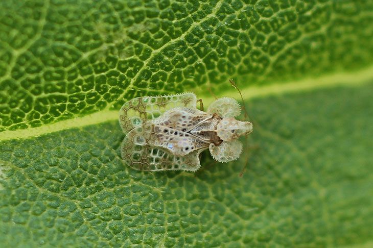 Lace Bug