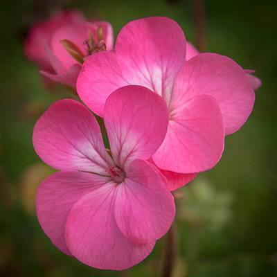 Geraniums Summer Flower